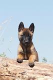 MALINOIS 907